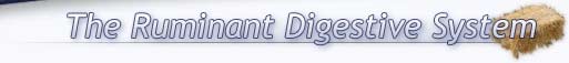The Ruminant Digestive System 